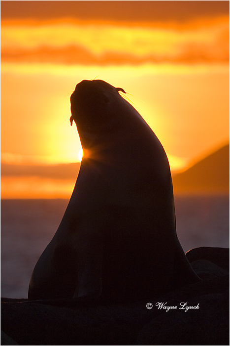 California Sea Lion 110 by Dr. Wayne Lynch &copy;